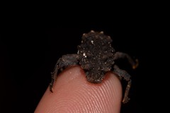 Tapinosomus exitiosus