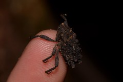 Tapinosomus exitiosus