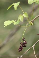 Akebia trifoliata