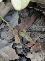 Hesperothamnus ehrenbergii