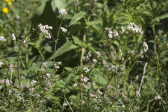 Galium pseudorivale