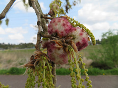 Quercus acutissima