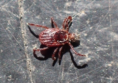 Rhipicephalus sanguineus