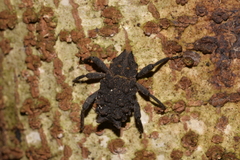 Tapinosomus exitiosus