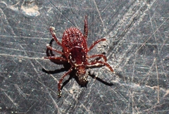 Rhipicephalus sanguineus