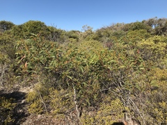Acacia leiophylla