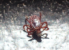 Rhipicephalus sanguineus