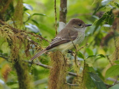 Myiarchus magnirostris