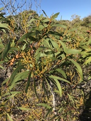 Acacia leiophylla