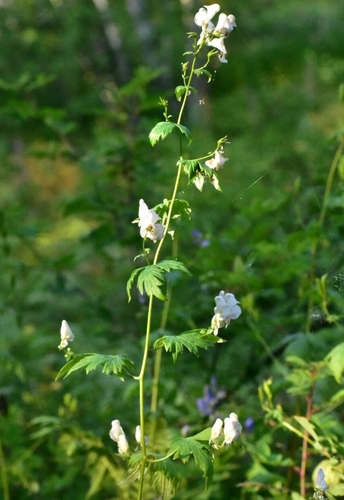 Image of Aconitum fischeri by (c) Валерия Ковалева, some rights reserved (CC BY)