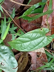 Aristolochia acuminata