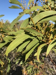 Acacia leiophylla