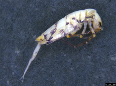 Lepidosira