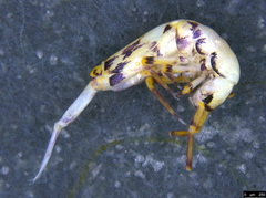Lepidosira