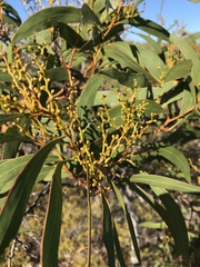 Acacia leiophylla