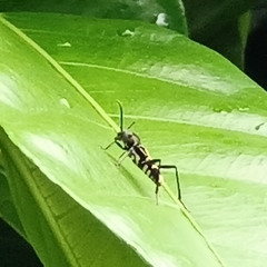 Xylotrechus javanicus