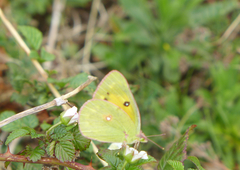 Colias fieldii