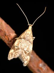 Gymnobathra hamatella