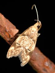 Gymnobathra hamatella