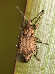 Chalepistes compressus