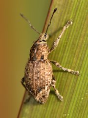 Chalepistes compressus