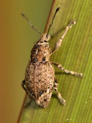 Chalepistes compressus