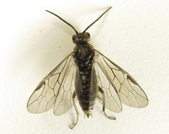 Euura stenogaster