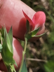 Lathyrus cicera