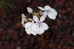 Isotoma hypocrateriformis