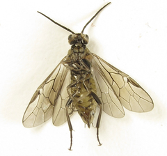 Euura stenogaster