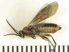 Euura stenogaster