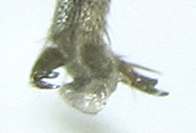 Euura stenogaster