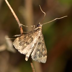 Proternia philocapna