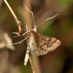 Proternia philocapna