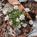 Laxmannia squarrosa - Photo (c) Tim Hammer,  זכויות יוצרים חלקיות (CC BY), הועלה על ידי Tim Hammer