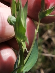 Lathyrus cicera
