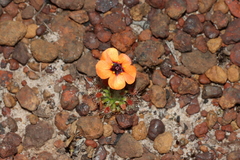 Drosera hyperostigma