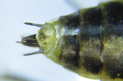 Euura stenogaster