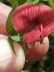 Lathyrus cicera