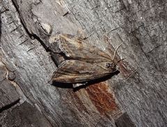 Chesias isabella