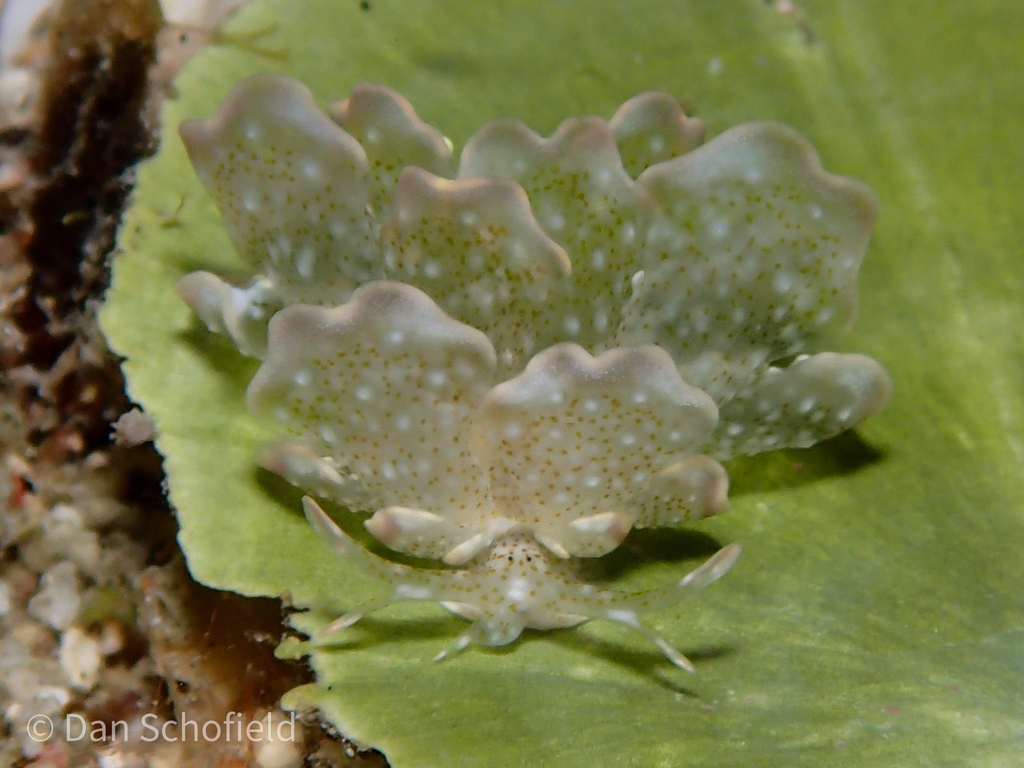 Cyerce blackburnae