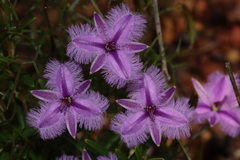 Thysanotus fastigiatus