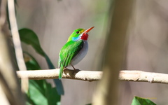 Todus multicolor