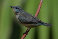Dacnis nigripes