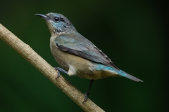 Dacnis nigripes