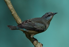 Dacnis nigripes