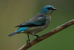 Dacnis nigripes