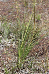Xanthorrhoea gracilis
