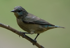Dacnis nigripes