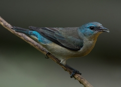 Dacnis nigripes